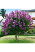 Oya Ağacı Fidanı Mor 30-40 Cm - 1