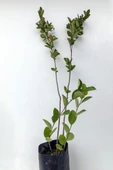 Leylak Çiçeği Fidanı 1 Adet Mor  40-80 cm - 2