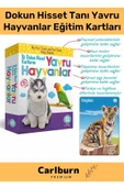 Özel Üretim Görsel Algı Eğlenceli Öğrenme Gelişim Dokun Hisset Tanı Yavru Hayvanlar Eğitim Kartları - 1