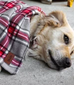 Lepus Kedi Köpek Battaniyesi Kırmızı - 3