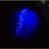 Karanlıkta Parlayan Fosforlu Kırkayak thumbnail 2