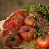 Dwarf Black Fire  Etli Dilim Domates Tohumu (15 tohum) - 1