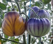 Nadir Çizgili Volvarina Domates Tohumu  (15 tohum) - 2