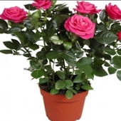 Sophia Pembe Yediveren Bodur Gül Çiçeği Fidesi (1 adet Paper Potta) - 1