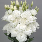 Katmerli Allamonde S.White Lisianthus Çiçeği Fidesi (3 Adet) - 1