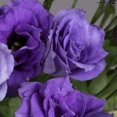 Katmerli Herous Lisianthus Çiçeği Fidesi (3 Adet) thumbnail 1