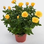 Lina Sarı Bodur Yediveren Gül Çiçeği Fidesi (1 adet Paper Potta) - 1