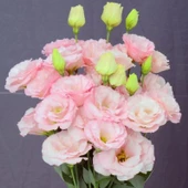 Katmerli Sugar Pink Lisianthus Çiçeği Fidesi (3 Adet) thumbnail 1