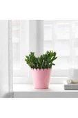 Saksı  Ikea Sommar 2019 9 cm - 1