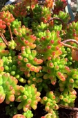 Sedum Rubrotinctum jelibon sukulent çabuk büyüyen bitki 8.5 cm kırmızı saksıda - 1