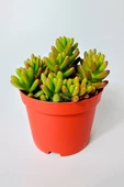 Sedum Rubrotinctum jelibon sukulent çabuk büyüyen bitki 8.5 cm kırmızı saksıda - 3