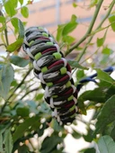 Paracord bileklik (Doğa uyumlu renkler) - 4