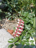 Paracord bileklik  (Askeri renk kamuflaj ağırlıklı) - 2