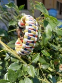 SELANOGLUDESİGN -Açık renk uyumlu paracord bileklik. Dragon model - 2