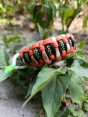 SELANOGLUDESİGN - Paracord estetik tasarımlı koyu renk bileklik - 1