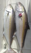 Anchor Melek Gözü [ Glowlu ]  Pembe 180 Gr - 6