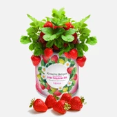 Konserve Bahçem Çilek Fide Yetiştirme Kiti - 1