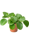 Ev Ofis Salon Bitkisi Peperomioides Çin Para Bitkisi 10-20 cm thumbnail 1