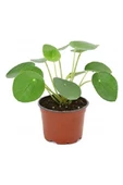 Ev Ofis Salon Bitkisi Peperomioides Çin Para Bitkisi 10-20 cm thumbnail 2