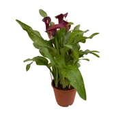 Gala Gelin Çiçeği Kırmızı 15-25 cm thumbnail 1