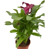 Gala Gelin Çiçeği Kırmızı 15-25 cm thumbnail 3