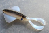 Major Craft Live Squid SQID4 10cm #03 Squid (4Adet) - 2