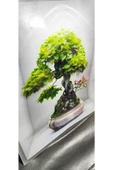 3d Yapışkanlı Duvar Sticker 30x40 Cm Mini Ağaç - 5