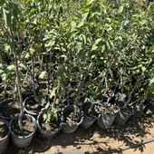 Meyve Verir Durumda Napolyon Kirazı Fidanı thumbnail 1