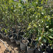 Meyve Verir Durumda Napolyon Kirazı Fidanı thumbnail 3