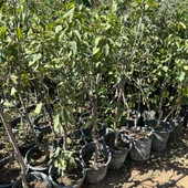 Meyve Verir Durumda Napolyon Kirazı Fidanı thumbnail 2