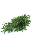 Biberiye Çayı Günlük Toplama Doğal Çay ( Yaş , Taze ) 100gr - 1