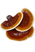 Reishi Ganoderma Mantarı Miseli Tohumu +1000 Adet - 2