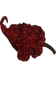 +2 Adet Carolina Reaper Kurutulmuş Orginal Biber - 1