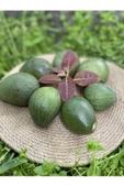 1 kg Avokado Taze - Yeni Hasat - 1