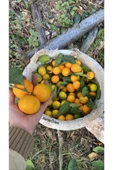 Mandalina Taze Bol Sulu ( Net 5Kg) - 1
