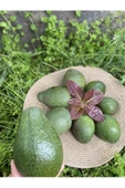 1 Kg Avokado - Yeni Hasat - 2