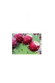 Gülen Market Frenk İnciri - Dikenli İncir Meyvesi 1 kg - 1