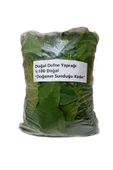 Akdeniz Defne Yaprağı 50 Gr Dalından - 2