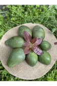 1 kg Avokado Taze - Yeni Hasat - 3