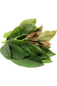 Taze Avokado Yaprağı 250 gr - 1