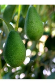 1 Kg Taze Hasat Avokado - 1