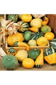 Minyatür Süs Kabağı Tohumu Pear Bicolor Gourd thumbnail 3