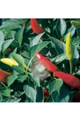 Mini kırmızı acı biber tohumu mini red hot chili pepper seeds - 2