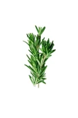 Taze Biberiye(rozmarin)-(2 Paket) - 1