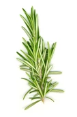 25 gram Doğal Taptaze Organik Biberiye Otu 25gr. Fresh Rosemary Dalından Evinize Taptaze - 2