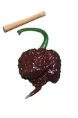 5+gram Çikolata Carolina Reaper Biberi Toz Biber Bire Bir Orginal Ürün - 2