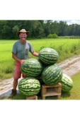 Dev karpuz tohumu geleneksel watermelon florida giant thumbnail 1