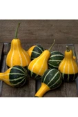 Minyatür Süs Kabağı Tohumu Pear Bicolor Gourd thumbnail 2