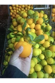 Portakal 5 kg. - 3