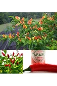 Tabasco acı biber tohumu - 6